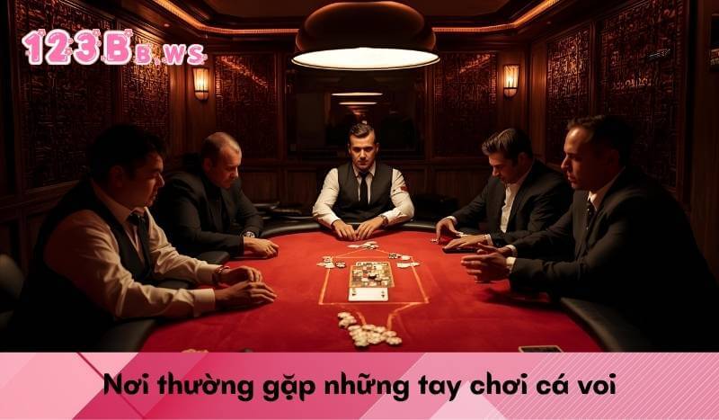 Nơi thường gặp những tay chơi cá voi